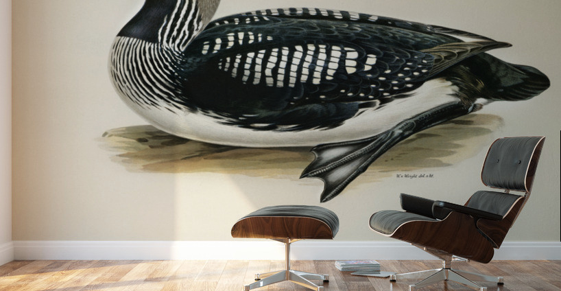 Black-throated loon Colymbus Arcticus Wall Murals