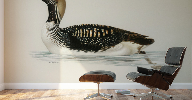 Black-throated loon Colymbus arcticus Wall Murals