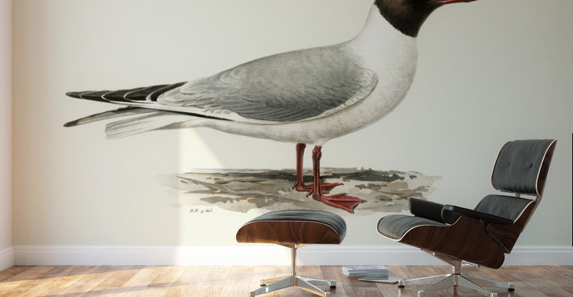 Black-headed gull ♂ Larus ridibundus Wall Murals