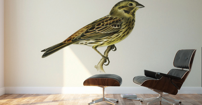 Yellowhammer female Emberiza citrinella Wall Murals