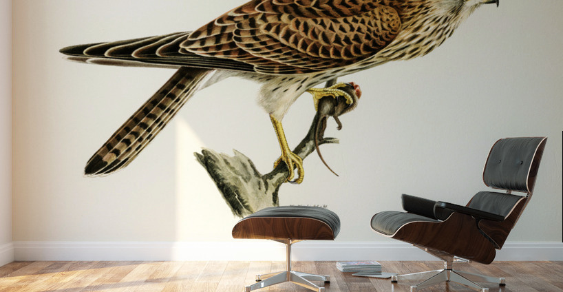 Common Kestrel female Falco tinnunculus Wall Murals