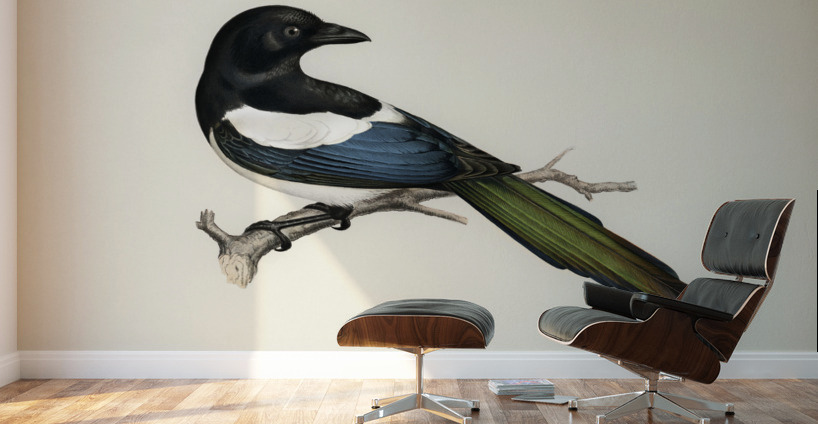 Eurasian magpie PICA PICA Wall Murals