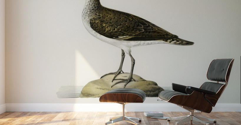 Sandpiper Tringoides hypoleucus Wall Murals