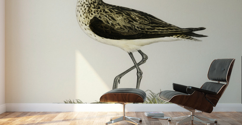 Greenshank Totanus Littoreus Wall Murals