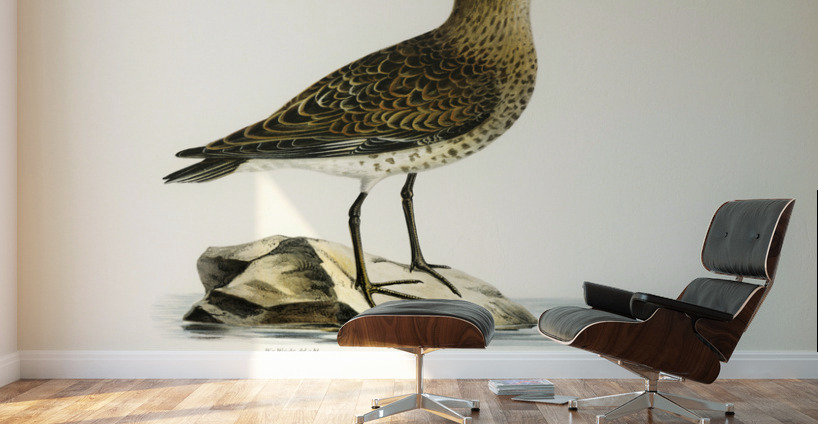 Dunlin Tringa Alpina Wall Murals