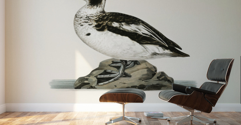 Harelda Hyemalis Wall Murals