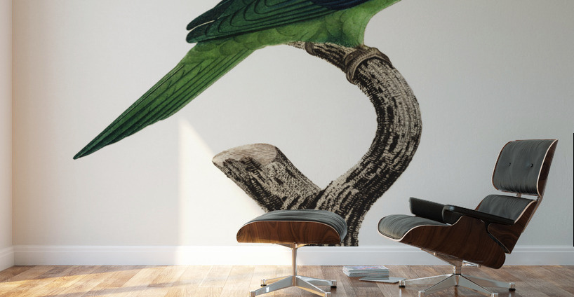 Grey-cheeked parakeet  Wall Murals