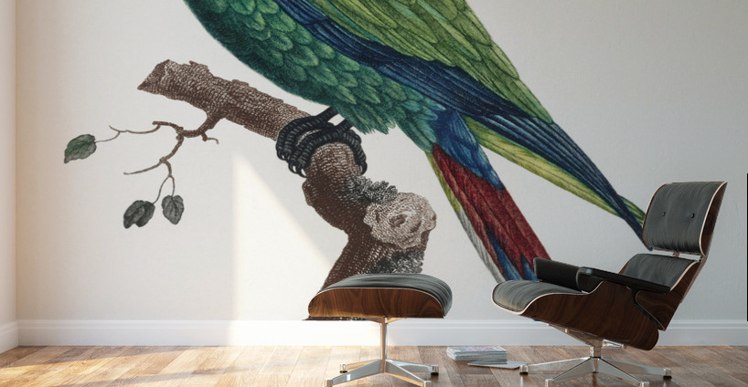 Military macaw Wall Murals