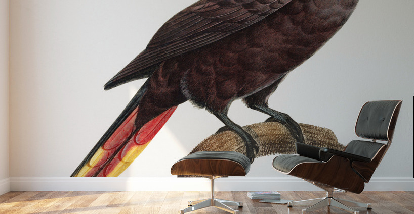 Black lory  Wall Murals