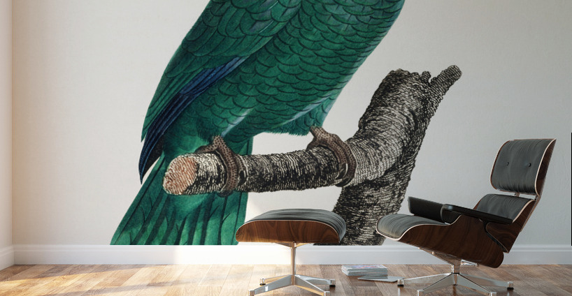 Cuban parrot  Wall Murals