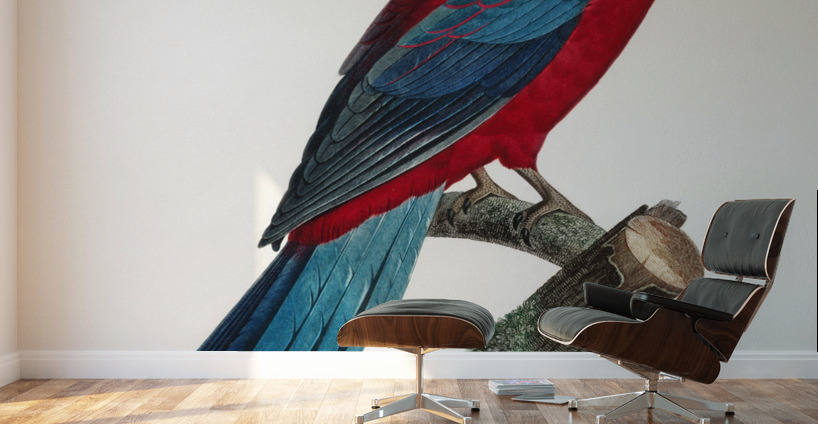 Crimson rosella  Wall Murals