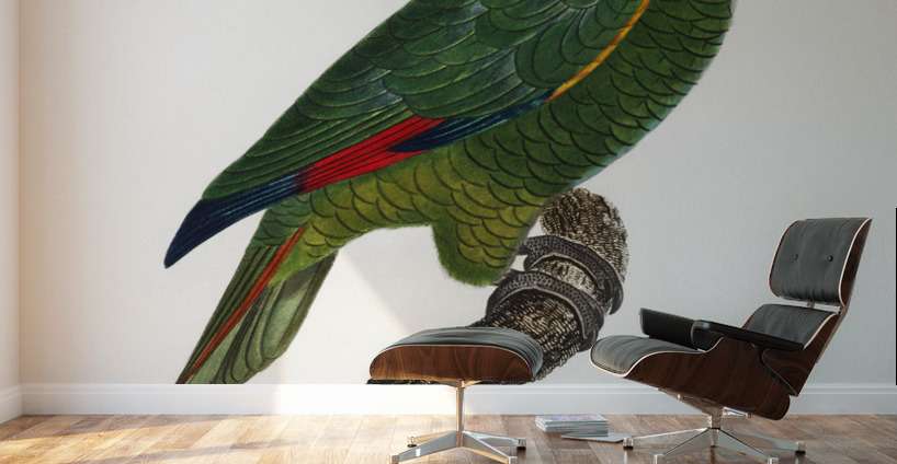 Red-lored parrot  Wall Murals