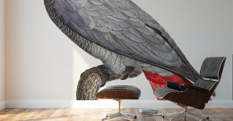 Congo grey parrot  Wall Murals