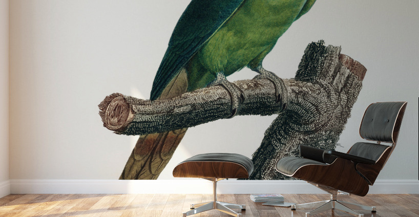 Ring-necked parakeet  Wall Murals