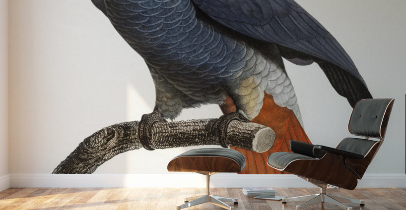 African grey parrot  Wall Murals