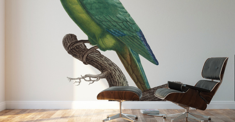 St Thomas conure  Wall Murals
