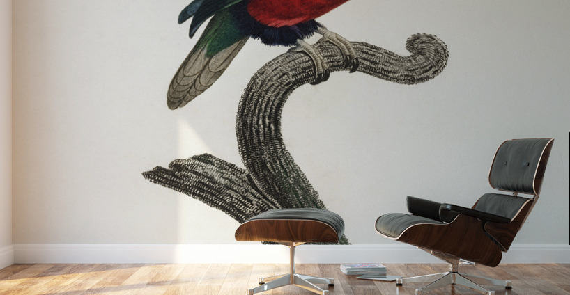 Pygmy parrot  Wall Murals