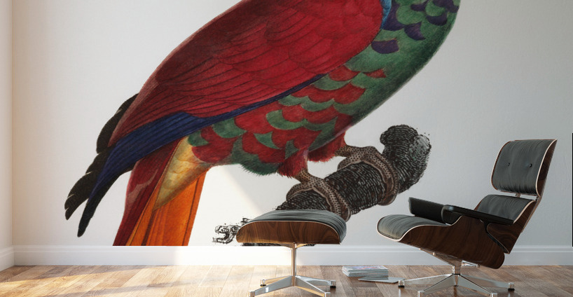 Eclectus parrot  Wall Murals