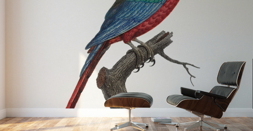 Scarlet macao  Wall Murals