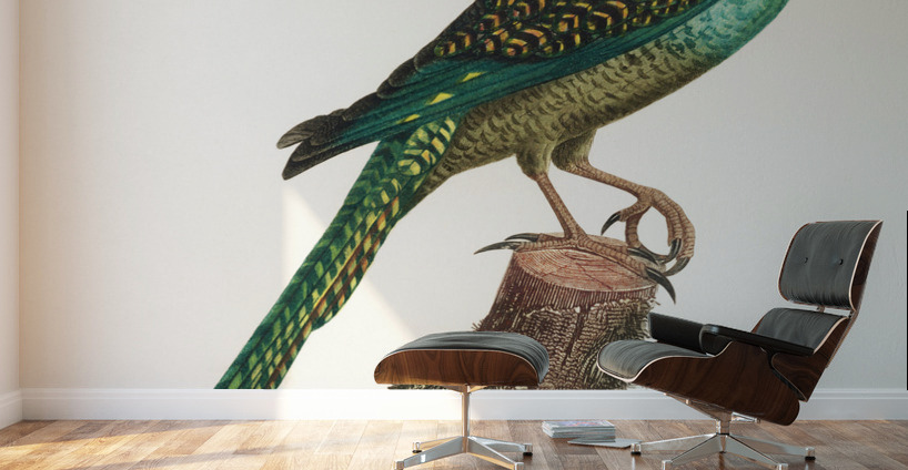 Ingambe parakeet  Wall Murals