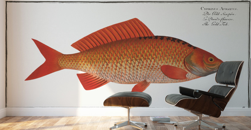 Gold-Fish Cyprinus Auratus Wall Murals
