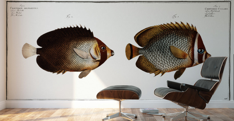 1. Collar Chaetodon Collare 2. Mulatto Chaetodon mesoleucus Wall Murals