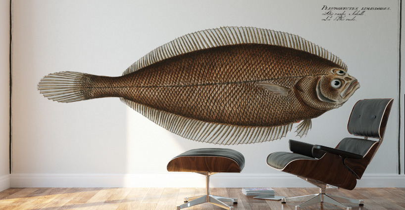 Pleuronectes limandoides Wall Murals