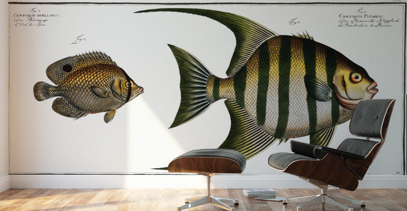 1. Chaetodon Plümieri 2. Chaetodon ocellatus Wall Murals
