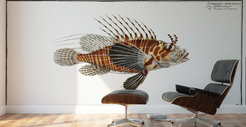 Scorpaena antennata Wall Murals