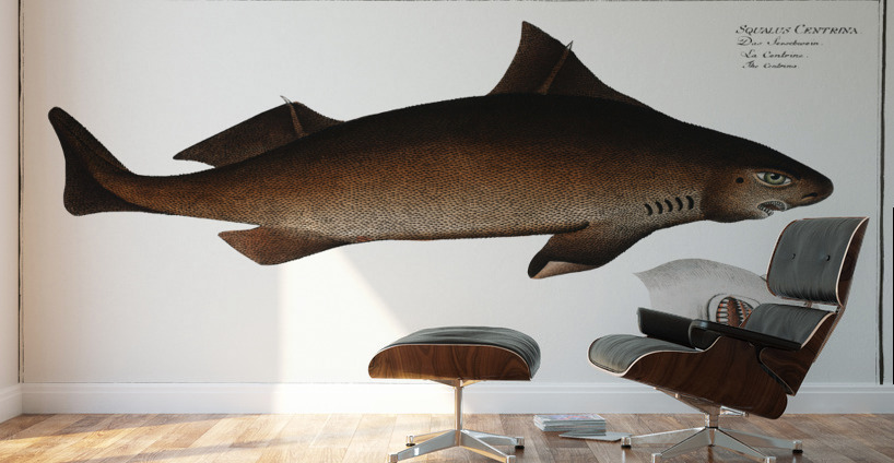 Centrina Squalus Centrina Wall Murals