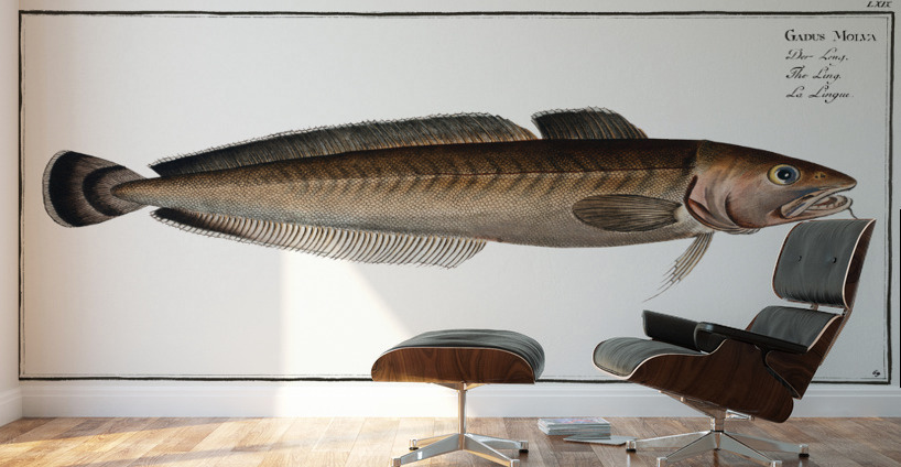 Ling Gadus Molva Wall Murals