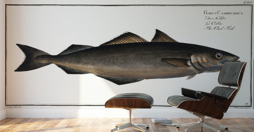 Coal Fish Gadus Carbonarius Wall Murals