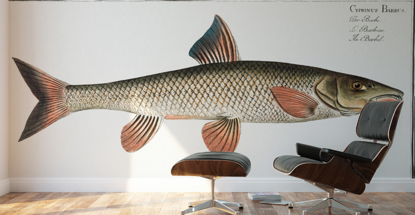 Barbel Cyprinus Barbus Wall Murals