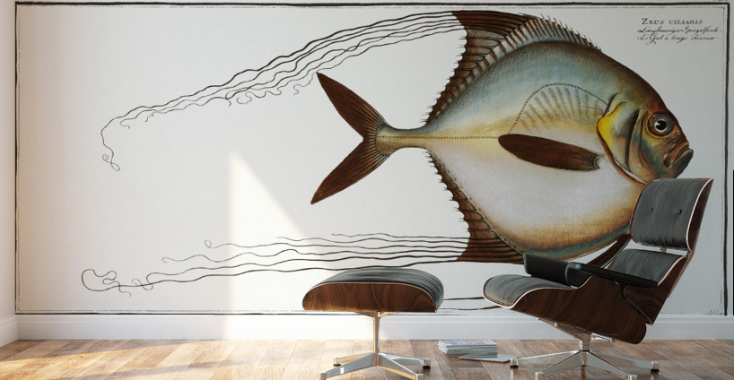 Zeus ciliaris Wall Murals