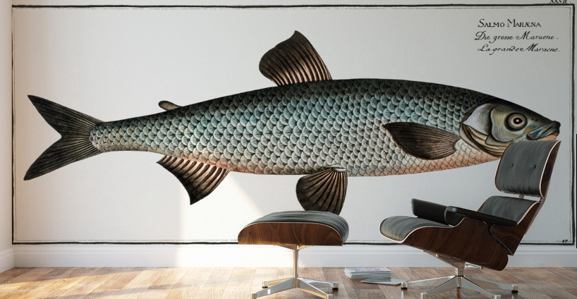 Great-Maræna Salmo Maræna Wall Murals