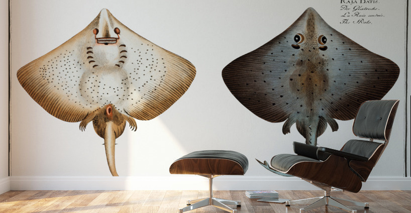 Skate Raja Batis Wall Murals