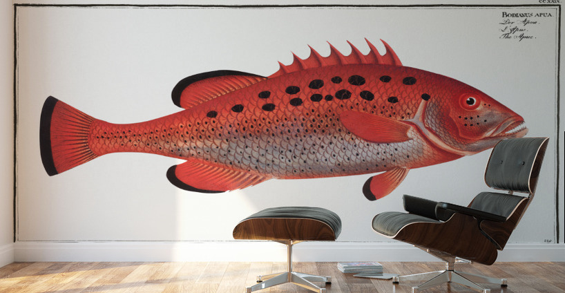 Apue Bodianus apua Wall Murals