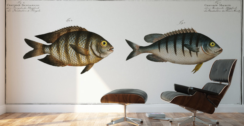 1. Chaetodon Mauritii 2. Chaetodon Bengalensis Wall Murals
