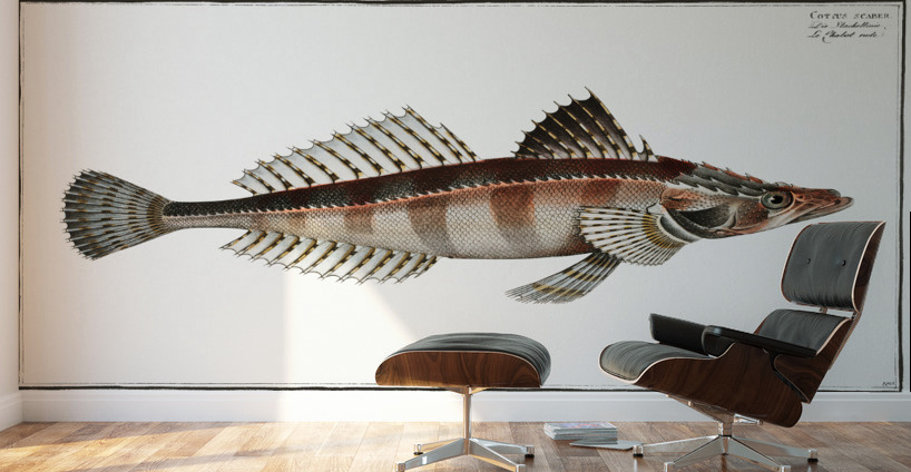 Cottus scaber Wall Murals
