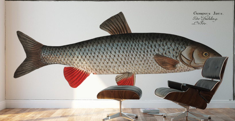 Idus-Carp Cyprinus Idus Wall Murals