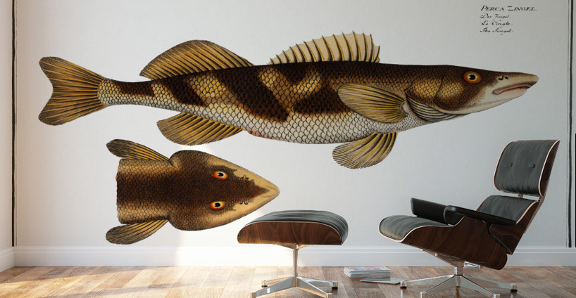 Singel Perca Zingel Wall Murals