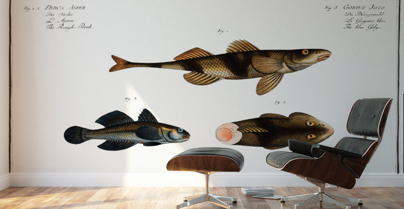 1. 2. Rough Perch Perca Asper 3. Blue Goby Gobius Jozo Wall Murals