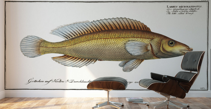 Little scaled Wrasse Labrus microlepidotus Wall Murals