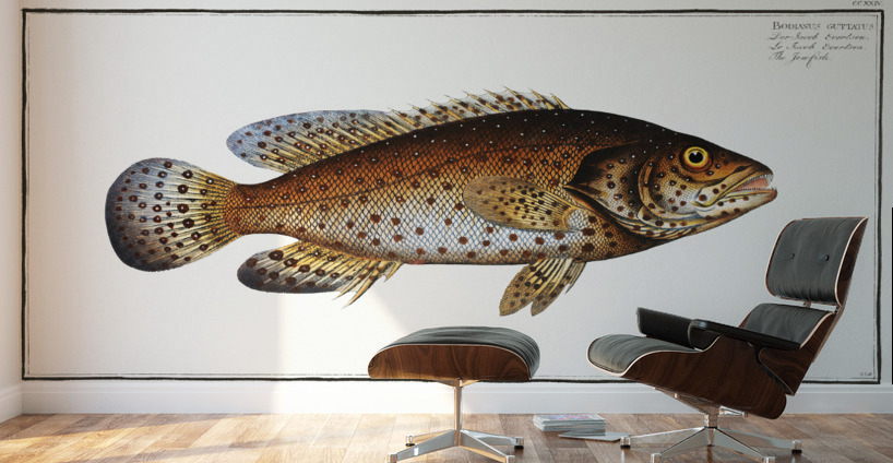 Jen-fish Bodianus guttatus Wall Murals