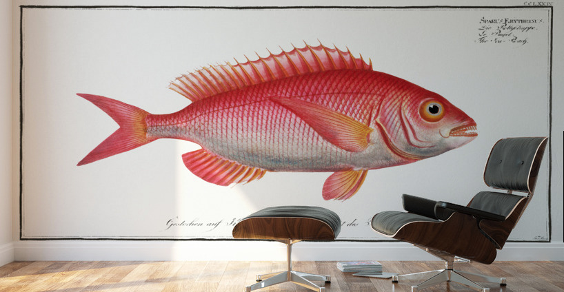 Sea-Roach Sparus Erythrinus Wall Murals