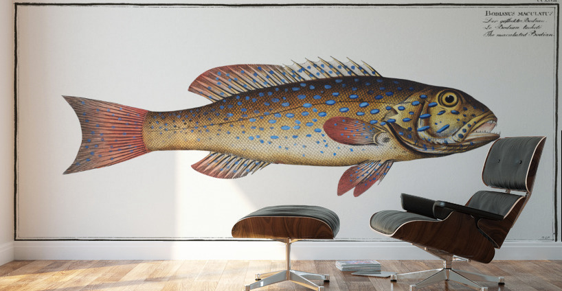 Maculated Bodian Bodianus maculatus Wall Murals