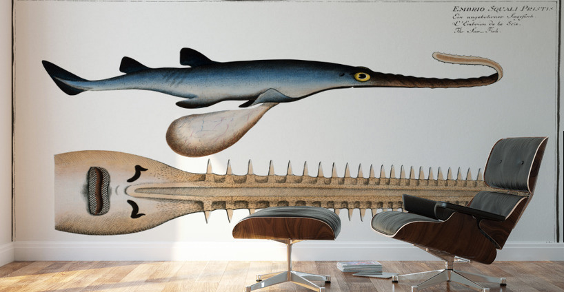 Saw-Fish Embrio Squali Pristis Wall Murals