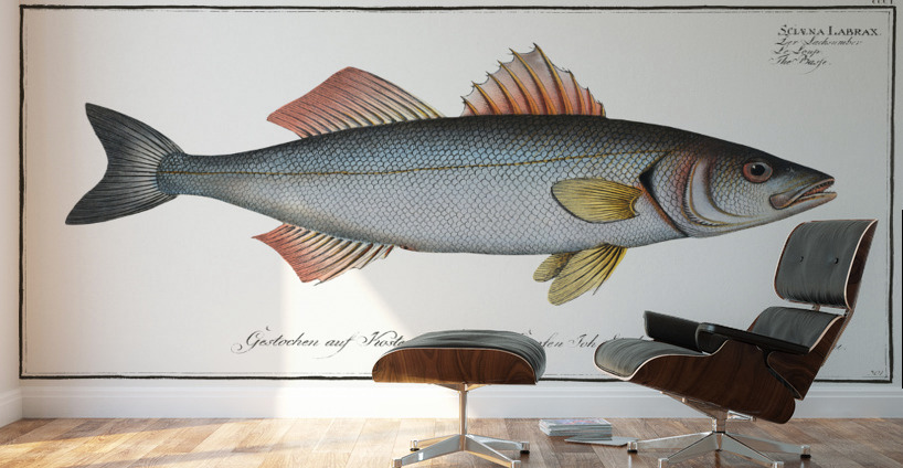 Basse Sciaena Labrax Wall Murals