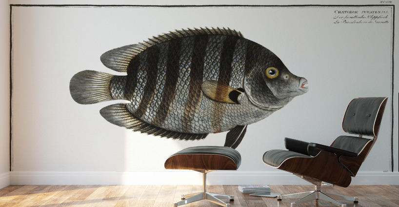 Chaetodon suratensis Wall Murals