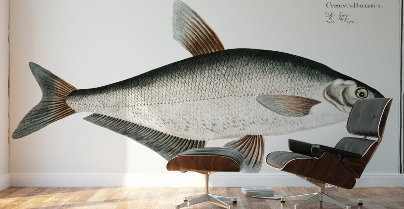 Baller-Carp Cyprinus Ballerus Wall Murals